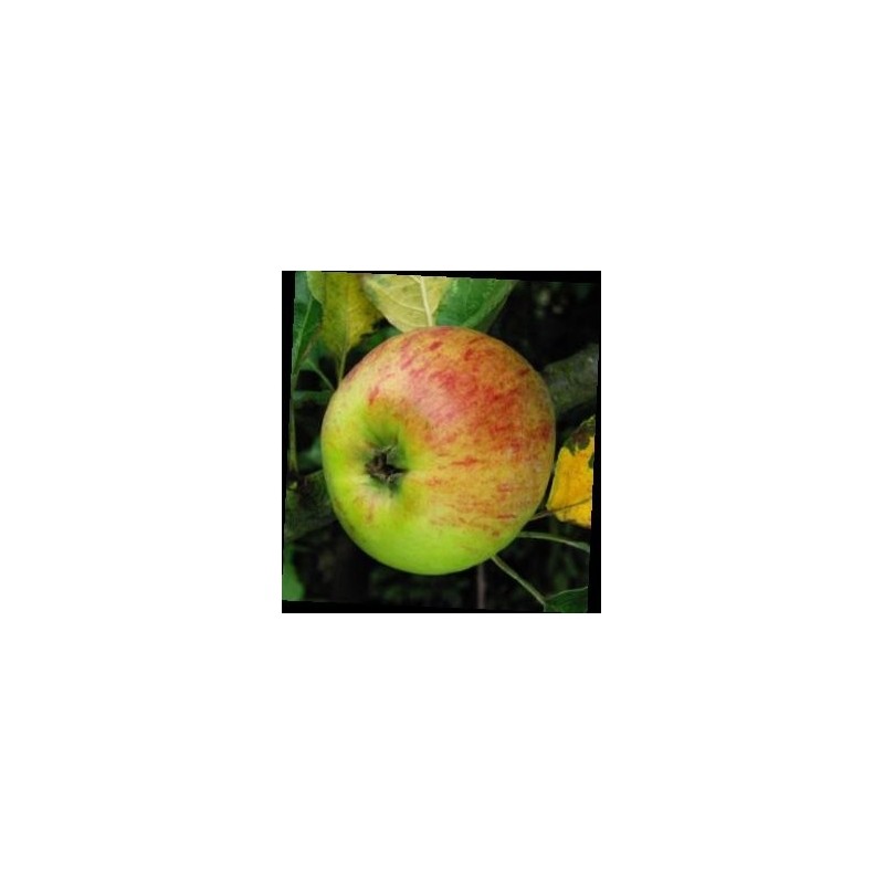 Pommier Belle-Fleur Large Mouche, variété ancienne | La Hunelle