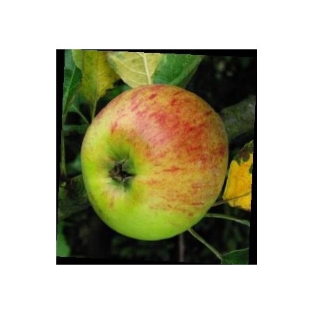 Pommier Belle-Fleur Large Mouche, variété ancienne | La Hunelle