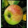 Pommier Belle-Fleur Large Mouche, variété ancienne | La Hunelle