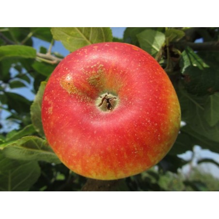 Pommier Alkmene, pomme de table précoce | La Hunelle