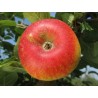 Pommier Alkmene, pomme de table précoce | La Hunelle