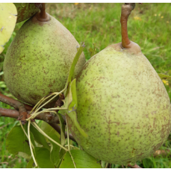 Poirier Saint Remy, grosse poire à cuire de garde | La Hunelle
