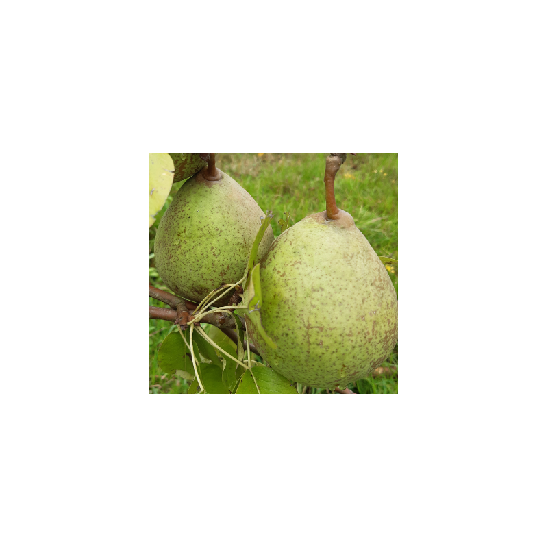Poirier Saint Remy, grosse poire à cuire de garde | La Hunelle