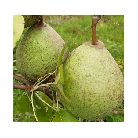 Poirier Saint Remy, grosse poire à cuire de garde | La Hunelle