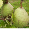 Poirier Saint Remy, grosse poire à cuire de garde | La Hunelle