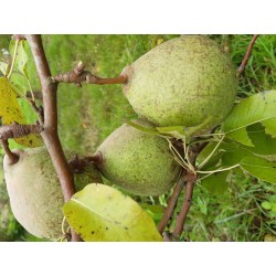Poirier Saint Remy, grosse poire à cuire de garde | La Hunelle