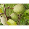 Poirier Saint Remy, grosse poire à cuire de garde | La Hunelle