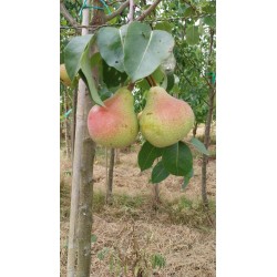 Poirier Saint Mathieu, poire à cuire du Nord | La Hunelle