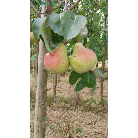 Poirier Saint Mathieu, poire à cuire du Nord | La Hunelle