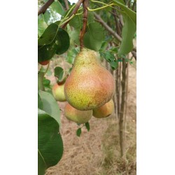 Poirier Saint Mathieu, poire à cuire du Nord | La Hunelle