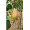 Poirier Saint Mathieu, poire à cuire du Nord | La Hunelle