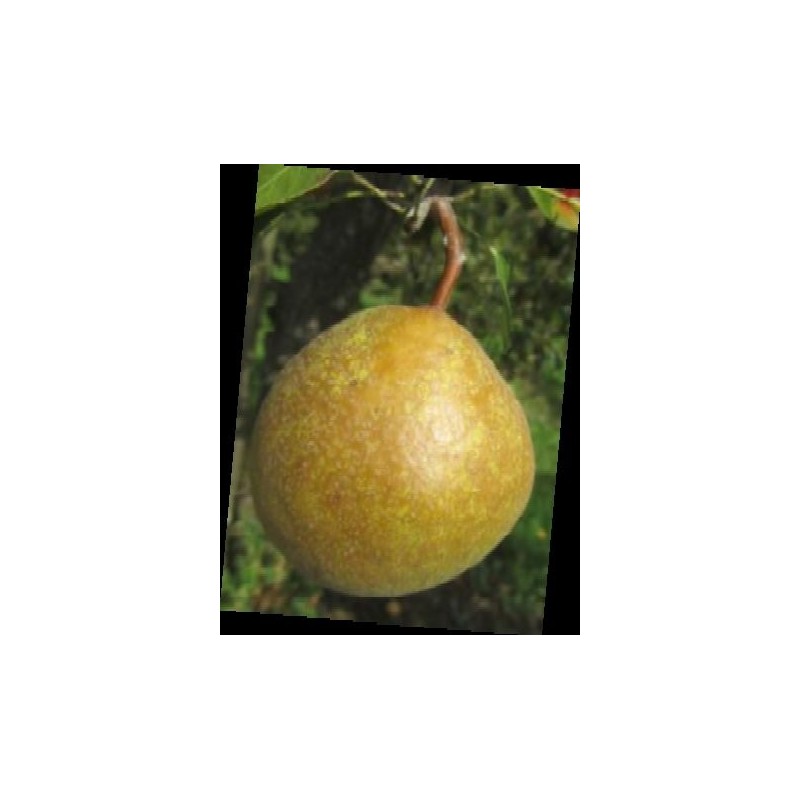Poirier Poire de Gros, poire à cuire namuroise | La Hunelle