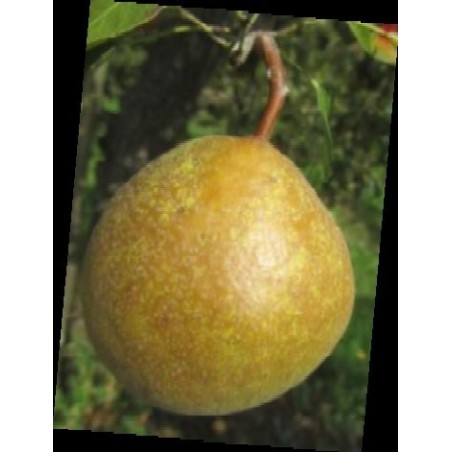 Poirier Poire de Gros, poire à cuire namuroise | La Hunelle