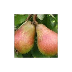 Poirier Jules d'Airolles, poire de longue garde | La Hunelle