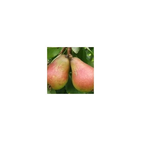 Poirier Jules d'Airolles, poire de longue garde | La Hunelle