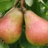 Poirier Jules d'Airolles, poire de longue garde | La Hunelle