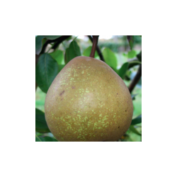 Poirier Joséphine de Malines, poire d'hiver belge | La Hunelle