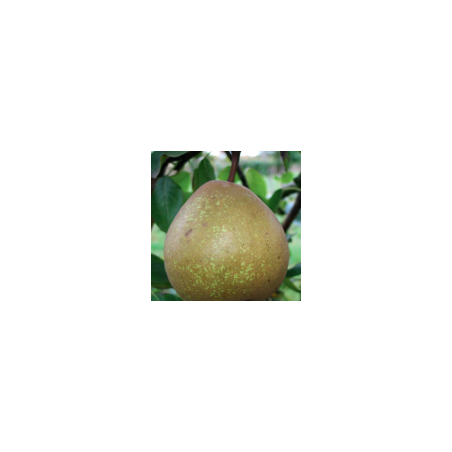 Poirier Joséphine de Malines, poire d'hiver belge | La Hunelle