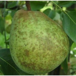 Poirier Double Philippe, poire d'automne belge | La Hunelle