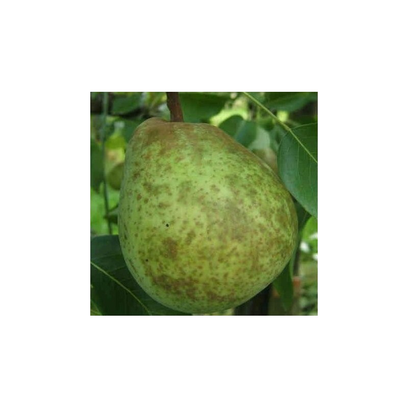 Poirier Double Philippe, poire d'automne belge | La Hunelle