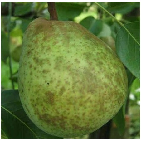 Poirier Double Philippe, poire d'automne belge | La Hunelle