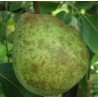 Poirier Double Philippe, poire d'automne belge | La Hunelle