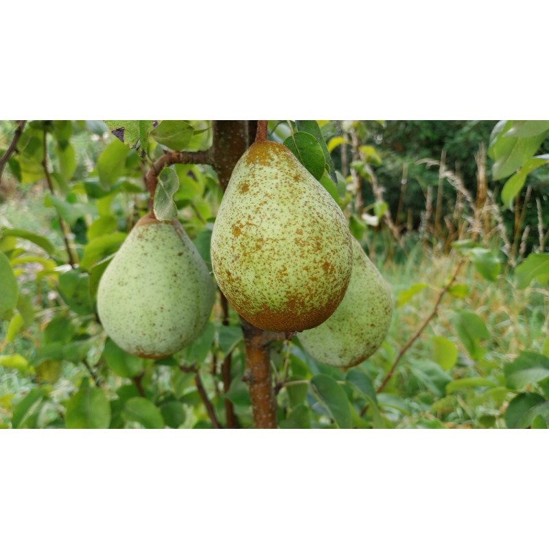 Poirier Comtesse de Paris, poire d'hiver de garde | La Hunelle