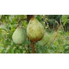 Poirier Comtesse de Paris, poire d'hiver de garde | La Hunelle