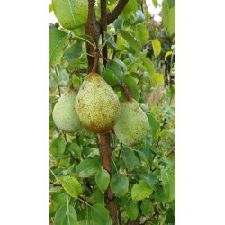 Poirier Comtesse de Paris, poire d'hiver de garde | La Hunelle