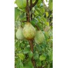 Poirier Comtesse de Paris, poire d'hiver de garde | La Hunelle