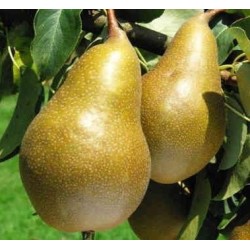 Poirier Calebasse à la Reine, poire tournaisienne | La Hunelle