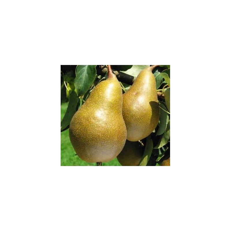 Poirier Calebasse à la Reine, poire tournaisienne | La Hunelle