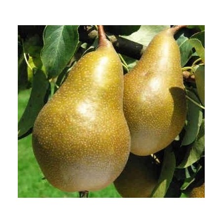 Poirier Calebasse à la Reine, poire tournaisienne | La Hunelle