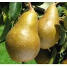 Poirier Calebasse à la Reine, poire tournaisienne | La Hunelle