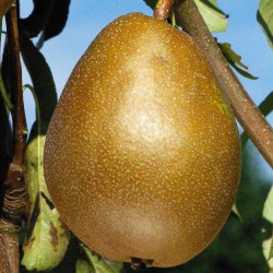 Poirier Bronzée d'Enghien, poire belge à deux fins | La Hunelle
