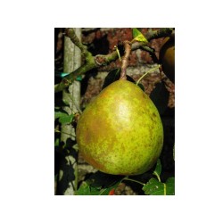Poirier Beurré Superfin, poire d'automne aromatique | La Hunelle