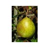 Poirier Beurré Superfin, poire d'automne aromatique | La Hunelle