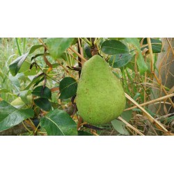 Poirier Beurré Lebrun, poire fondante et parfumée | La Hunelle