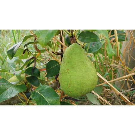 Poirier Beurré Lebrun, poire fondante et parfumée | La Hunelle