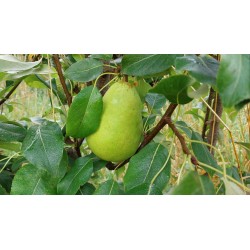Poirier Beurré Lebrun, poire fondante et parfumée | La Hunelle