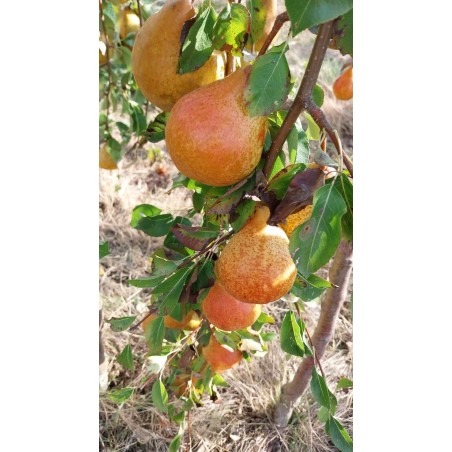 Poirier Beurré Durondeau, poire bronze d'automne | La Hunelle
