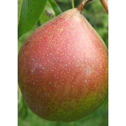 Poirier Beurré Dilly, poire de dessert belge | La Hunelle