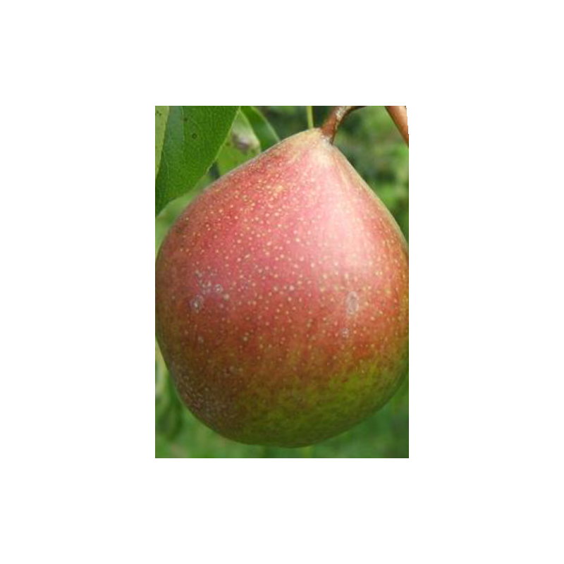 Poirier Beurré Dilly, poire de dessert belge | La Hunelle