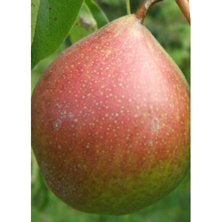 Poirier Beurré Dilly, poire de dessert belge | La Hunelle