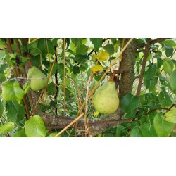 Poirier Beurré d'Hardenpont, poire fondante belge | La Hunelle