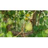 Poirier Beurré d'Hardenpont, poire fondante belge | La Hunelle