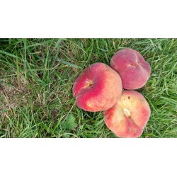 Pêche plate blanche, fruit original très parfumé | La Hunelle