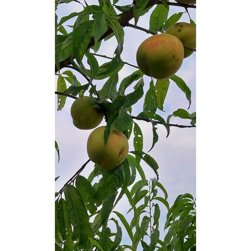 Pêche de vigne, petite pêche sanguine très parfumée | La Hunelle