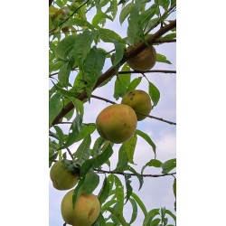 Pêche de vigne, petite pêche sanguine très parfumée | La Hunelle