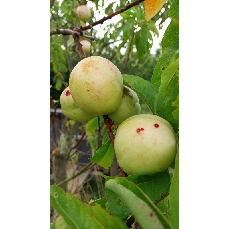 Nectarine blanche, chair fondante et très parfumée | La Hunelle